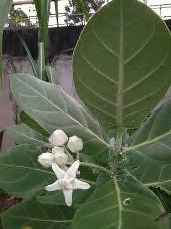 Safed_Aak_Plant_(Hybrid,_Pack_of_1)