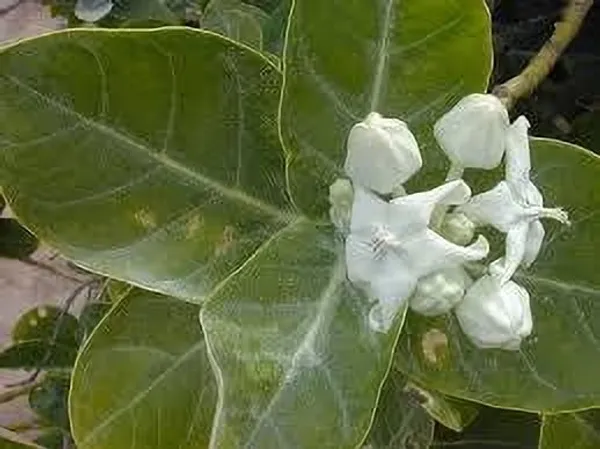 Safed_Aak_Plant_(Hybrid,_Pack_of_1)