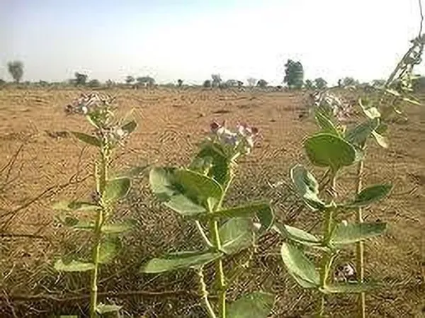Safed_Aak_Plant_(Hybrid,_Pack_of_1)
