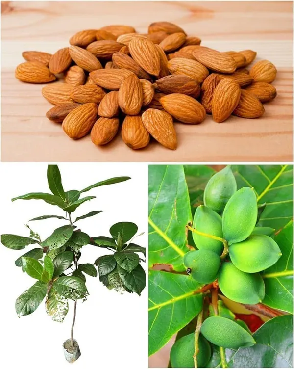 Almond_Plant_(Hybrid,_Pack_of_1)