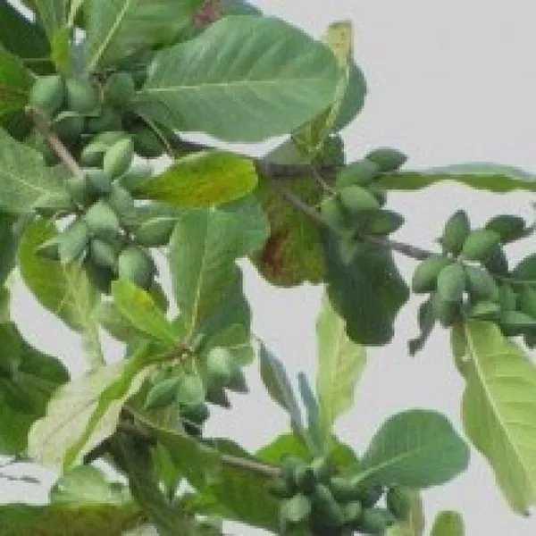 Almond_Plant_(Hybrid,_Pack_of_1)