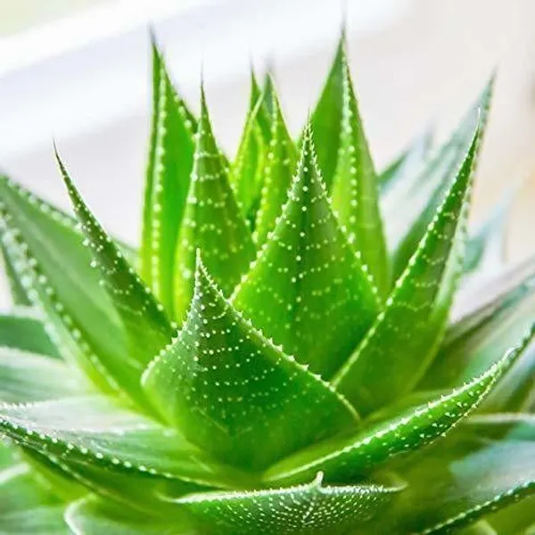 Aloe_Vera_Plant_(Hybrid,_Pack_of_1)
