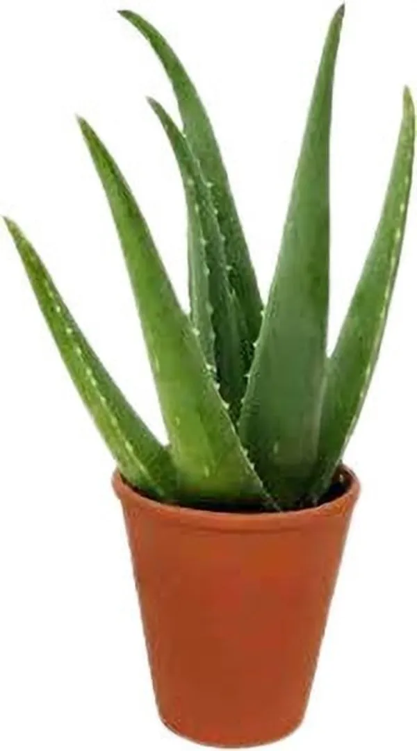 Aloe_Vera_Plant_(Hybrid,_Pack_of_1)