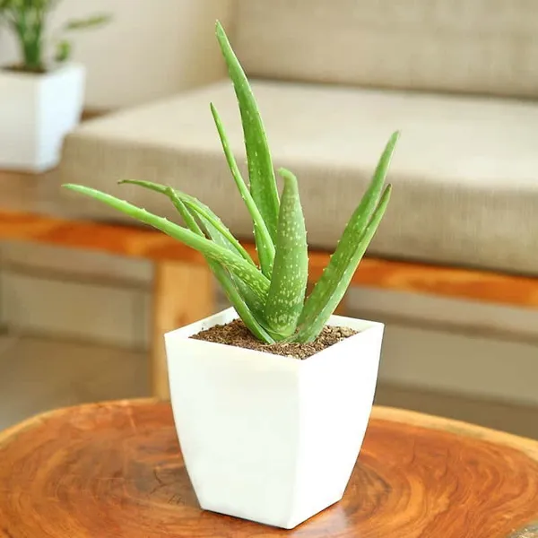 Aloe_Vera_Plant_(Hybrid,_Pack_of_1)