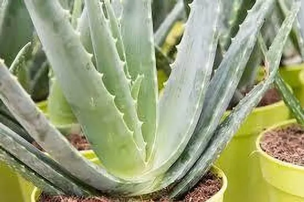 Aloe_Vera_Plant_(Hybrid,_Pack_of_1)