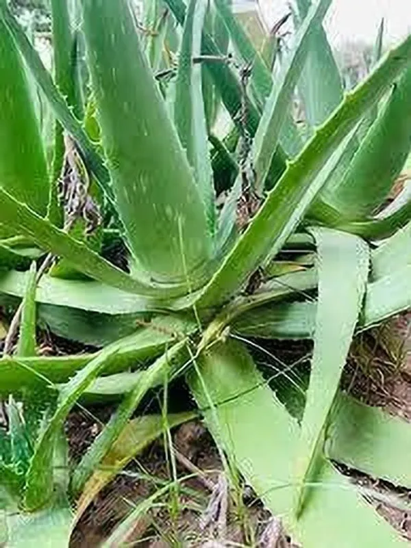 Aloe_Vera_Plant_(Hybrid,_Pack_of_1)