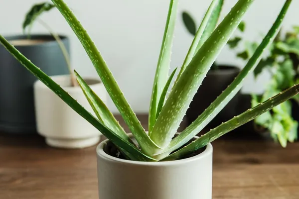 Aloe_Vera_Plant_(Hybrid,_Pack_of_1)