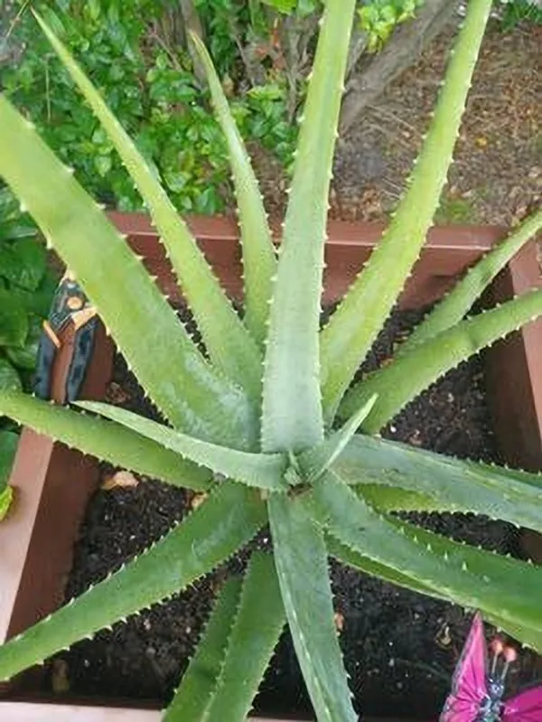 Aloe_Vera_Plant_(Hybrid,_Pack_of_1)