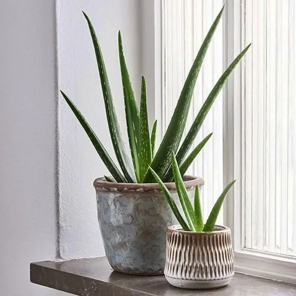 Aloe_Vera_Plant_(Hybrid,_Pack_of_1)