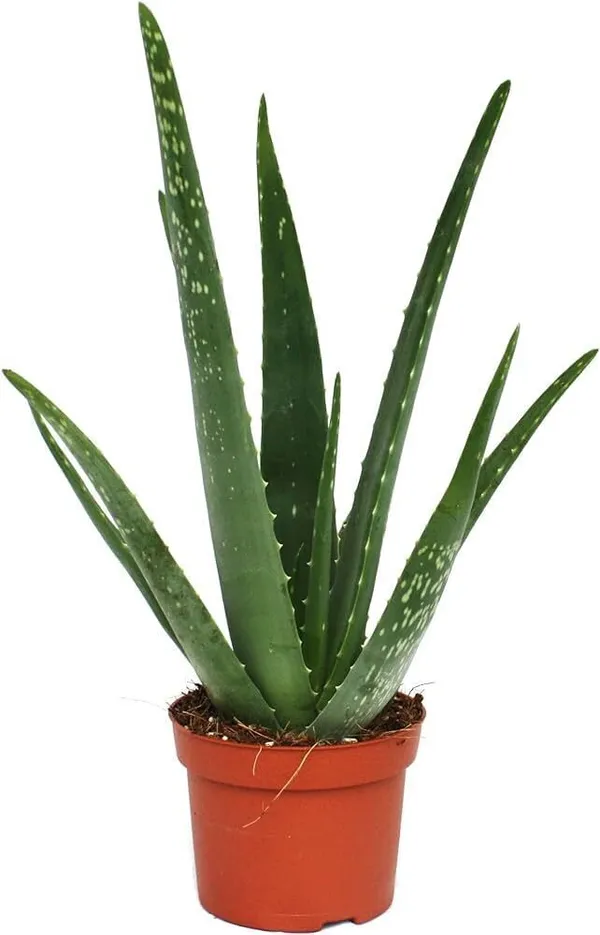 Aloe_Vera_Plant_(Hybrid,_Pack_of_1)