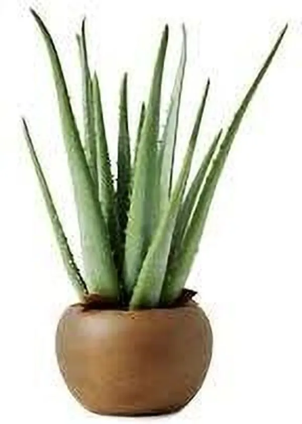 Aloe_Vera_Plant_(Hybrid,_Pack_of_1)