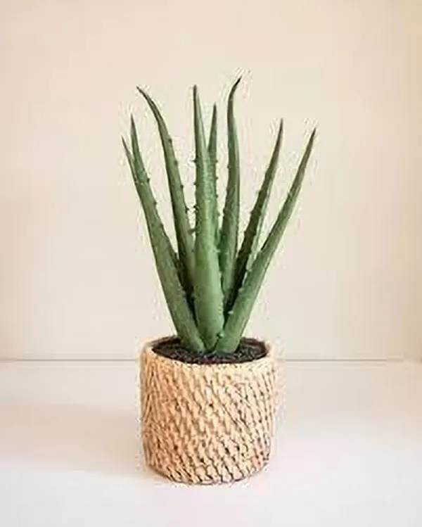 Aloe_Vera_Plant_(Hybrid,_Pack_of_1)