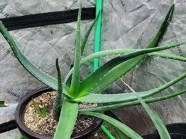 Aloe_Vera_Plant_(Hybrid,_Pack_of_1)