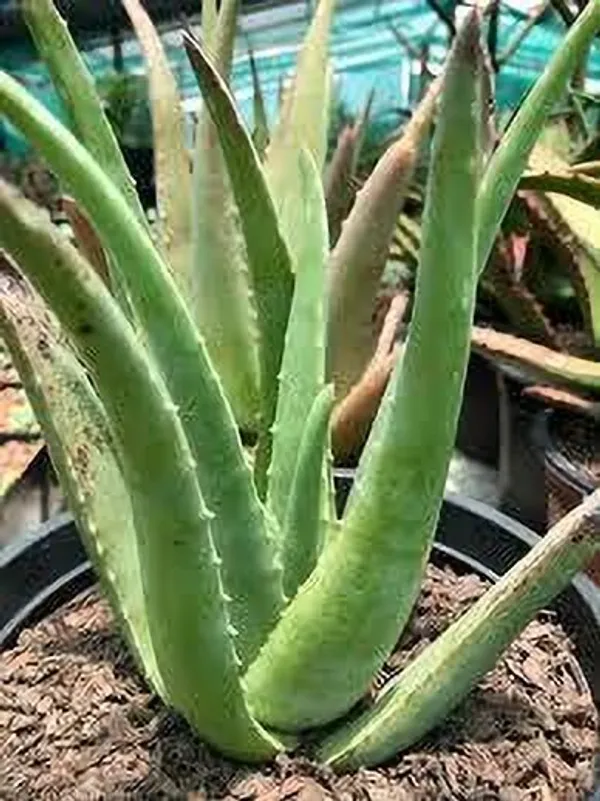 Aloe_Vera_Plant_(Hybrid,_Pack_of_1)