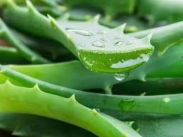 Aloe_Vera_Plant_(Hybrid,_Pack_of_1)