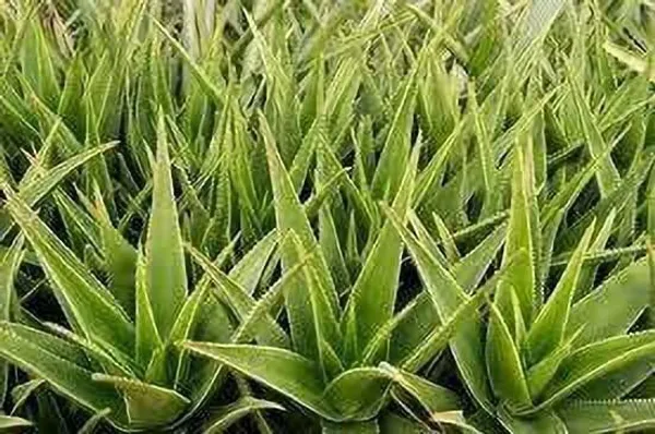 Aloe_Vera_Plant_(Hybrid,_Pack_of_1)