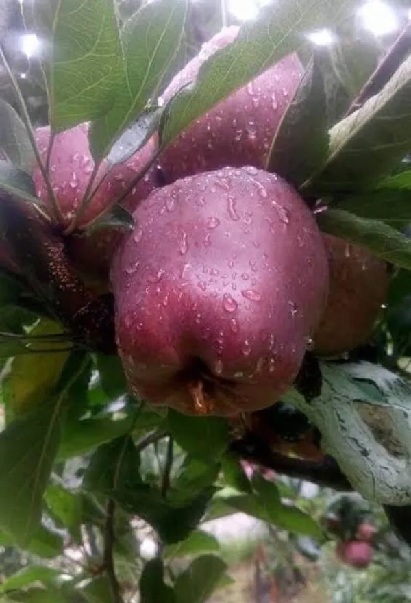 Apple_Plant_(Hybrid,_Pack_of_1)