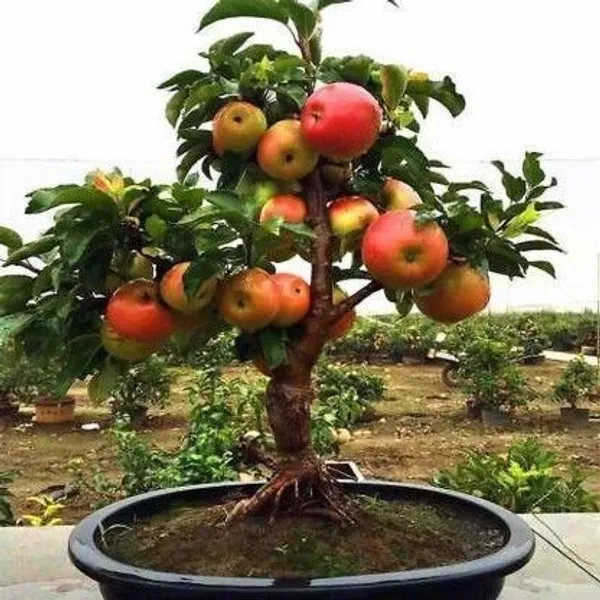 Ficus_Bonsai_Plant_(Hybrid,_Pack_of_1)