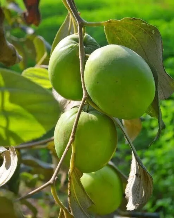 Apple_Plant_(Hybrid,_Pack_of_1)