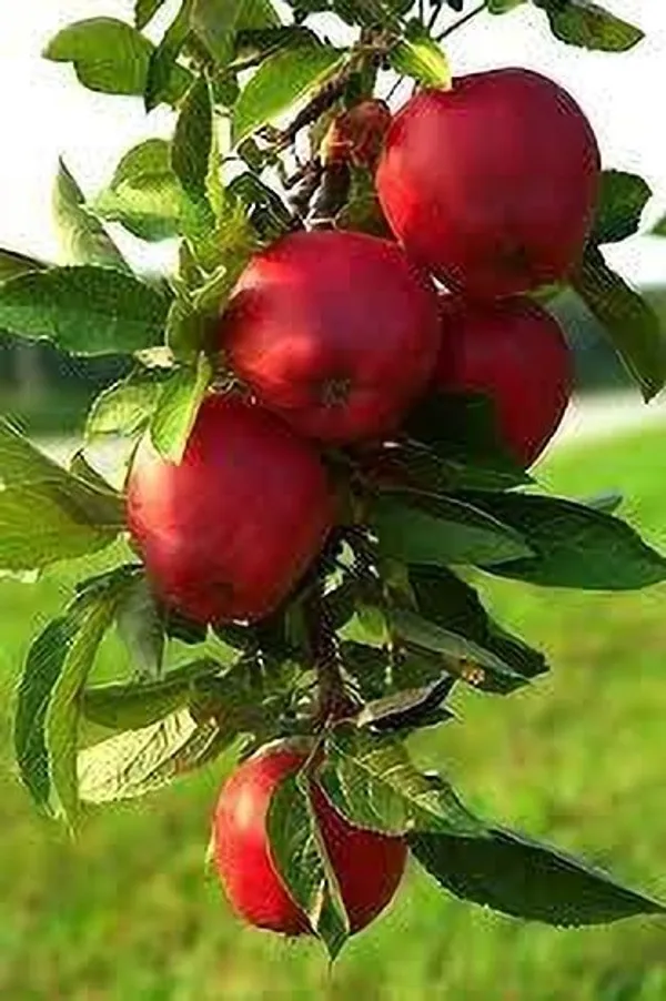Apple_Plant_(Hybrid,_Pack_of_1)