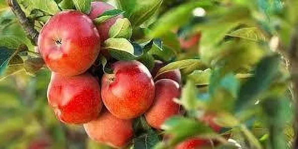 Apple_Plant_(Hybrid,_Pack_of_1)