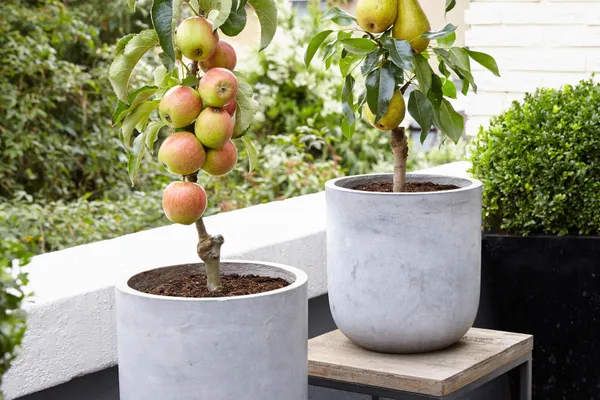 Apple_Plant_(Hybrid,_Pack_of_1)