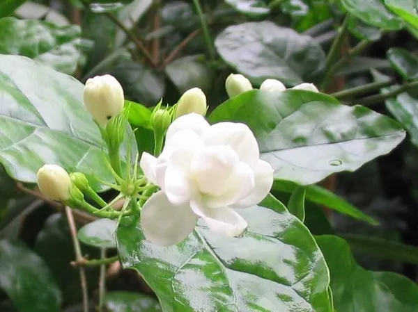 Night_Bloom_Jasmine_Plant_(Hybrid,_Pack_of_1)