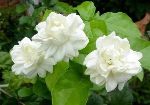 Night_Bloom_Jasmine_Plant_(Hybrid,_Pack_of_1)