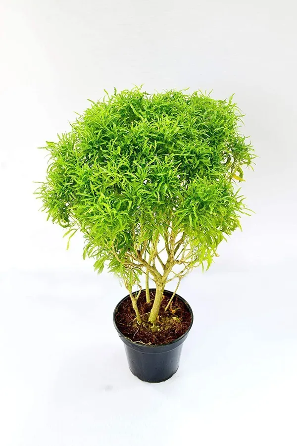 Aralia_Plant_(Hybrid,_Pack_of_1)