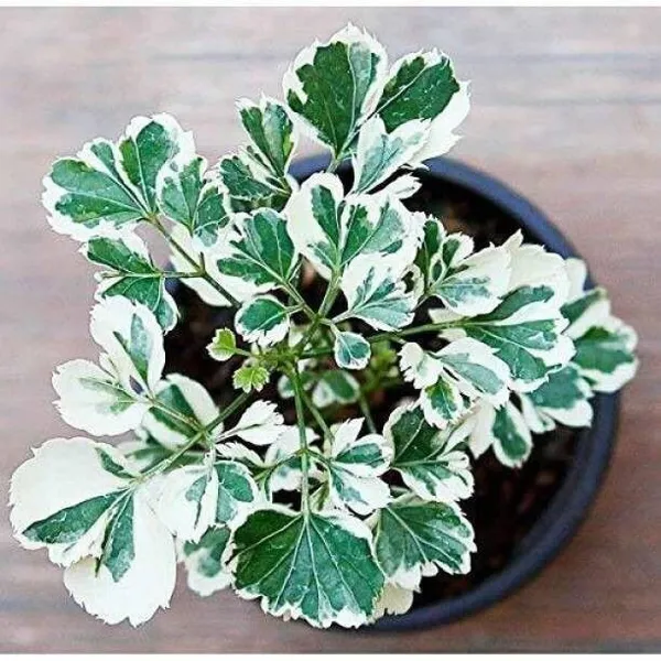Aralia_Plant_(Hybrid,_Pack_of_1)