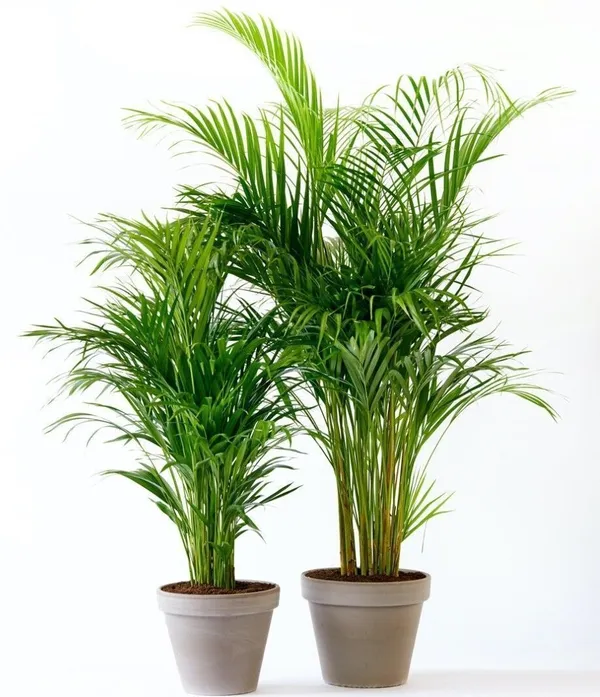 Areca_Palm_(Hybrid,_Pack_of_1)