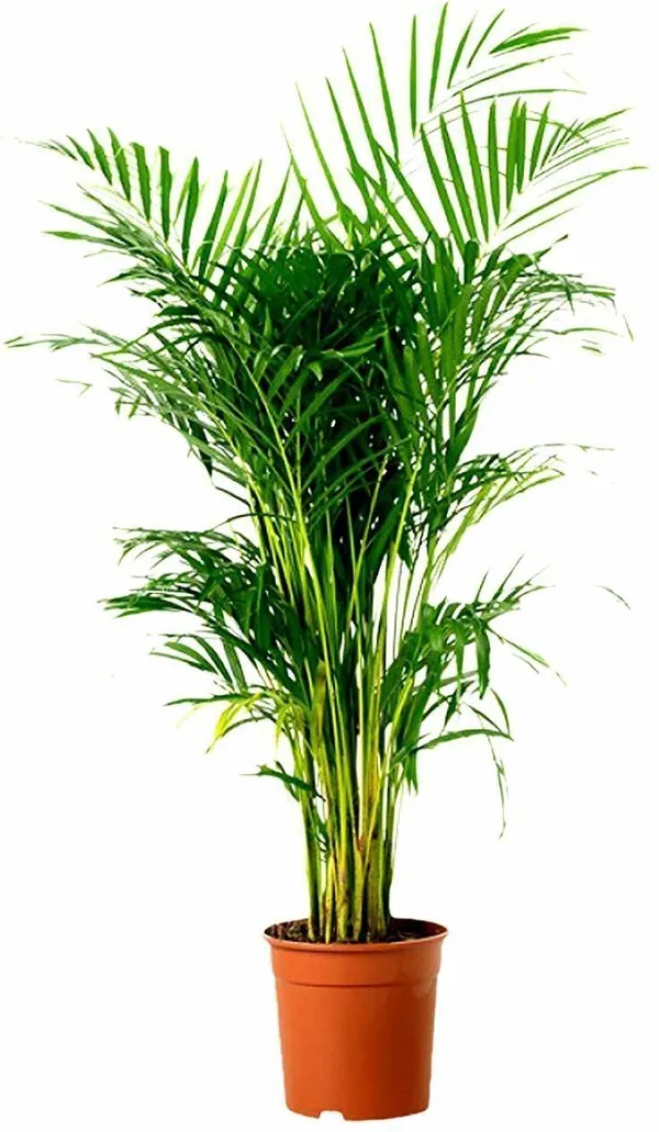 Areca_Plam_(Hybrid,_Pack_of_1)