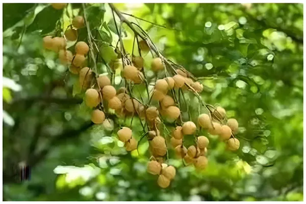 Joy_Weed_Plant_(Hybrid,_Pack_of_1)