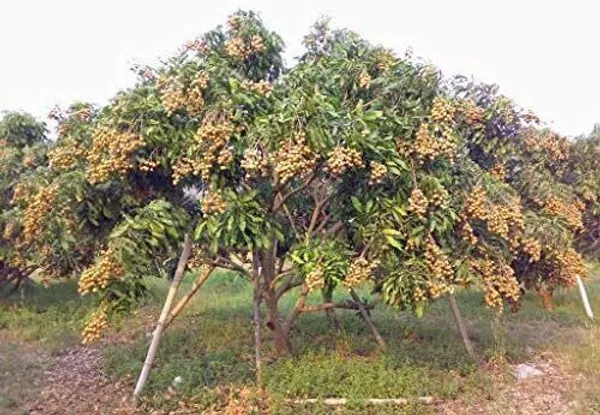 Litchi_Plant_(Hybrid,_Pack_of_1)