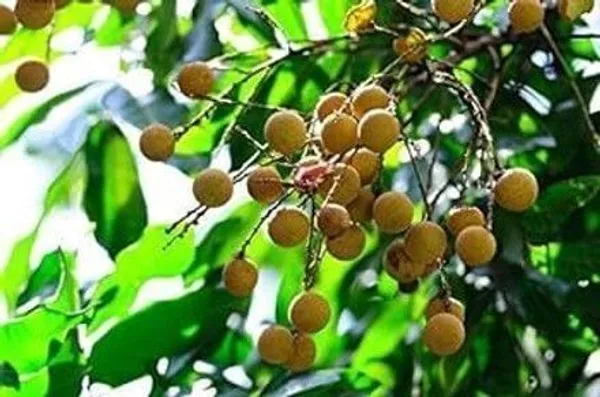 Litchi_Plant_(Hybrid,_Pack_of_1)