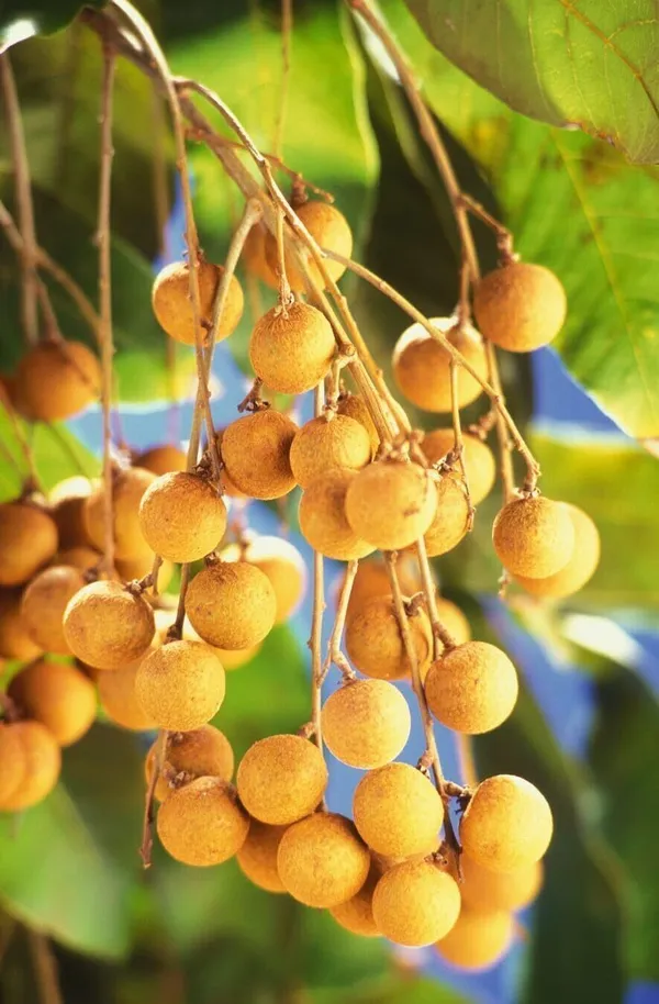 Litchi_Plant_(Hybrid,_Pack_of_1)