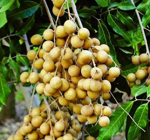 Litchi_Plant_(Hybrid,_Pack_of_1)
