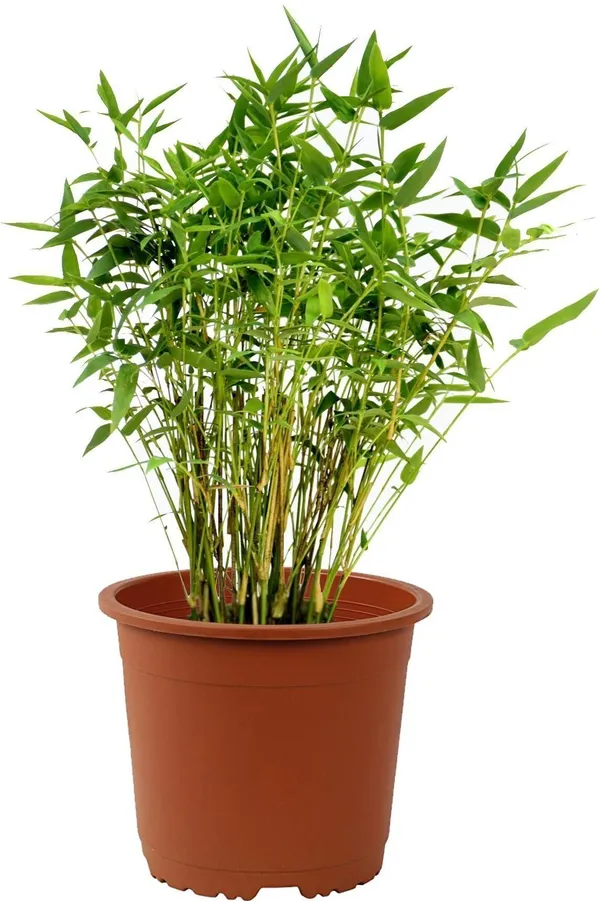 Christmas_Tree_Plant_(Hybrid,_Pack_of_1)