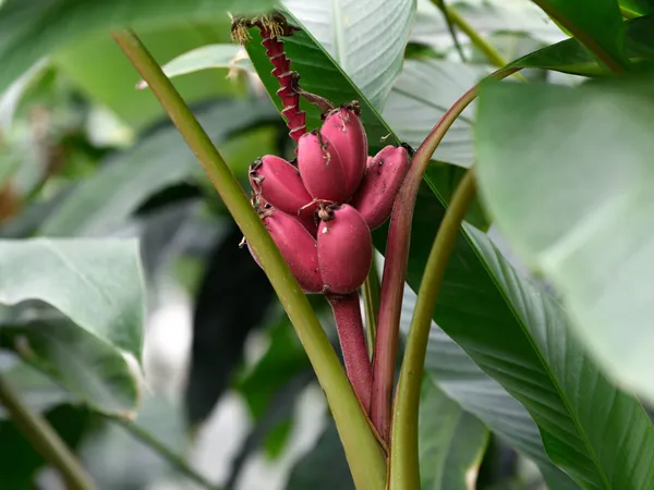 Banana_Plant_(Hybrid,_Pack_of_1)