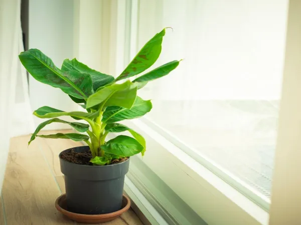 Banana_Plant_(Hybrid,_Pack_of_1)