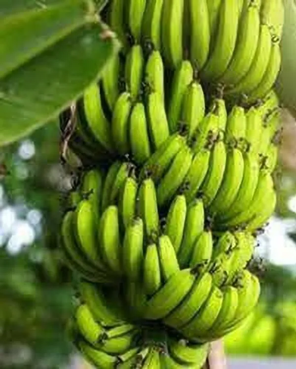 Banana_Plant_(Hybrid,_Pack_of_1)