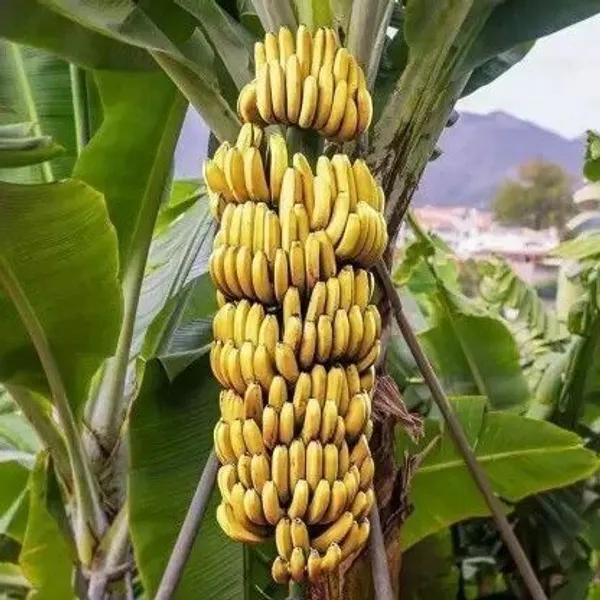 Banana_Plant_(Hybrid,_Pack_of_1)