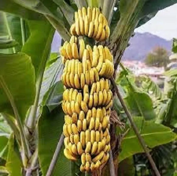 Banana_Plant_(Hybrid,_Pack_of_1)