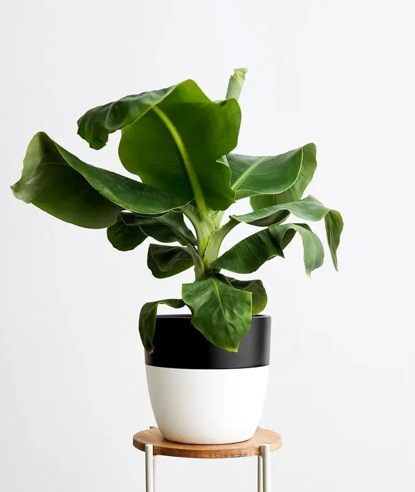 Banana_Plant_(Hybrid,_Pack_of_1)