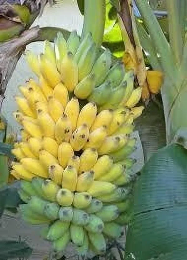 Banana_Plant_(Hybrid,_Pack_of_1)