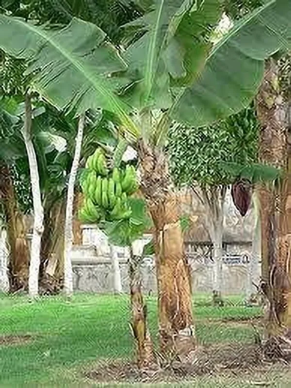 Banana_Plant_(Hybrid,_Pack_of_1)