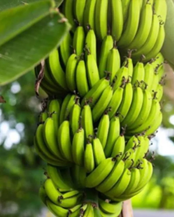 Banana_Plant_(Hybrid,_Pack_of_1)