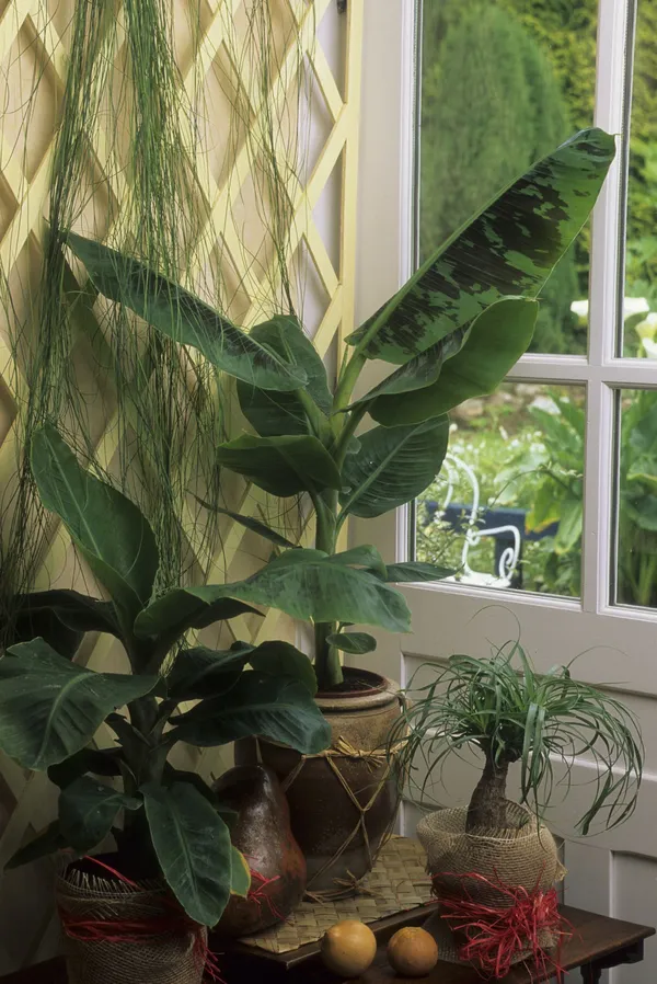 Banana_Plant_(Hybrid,_Pack_of_1)