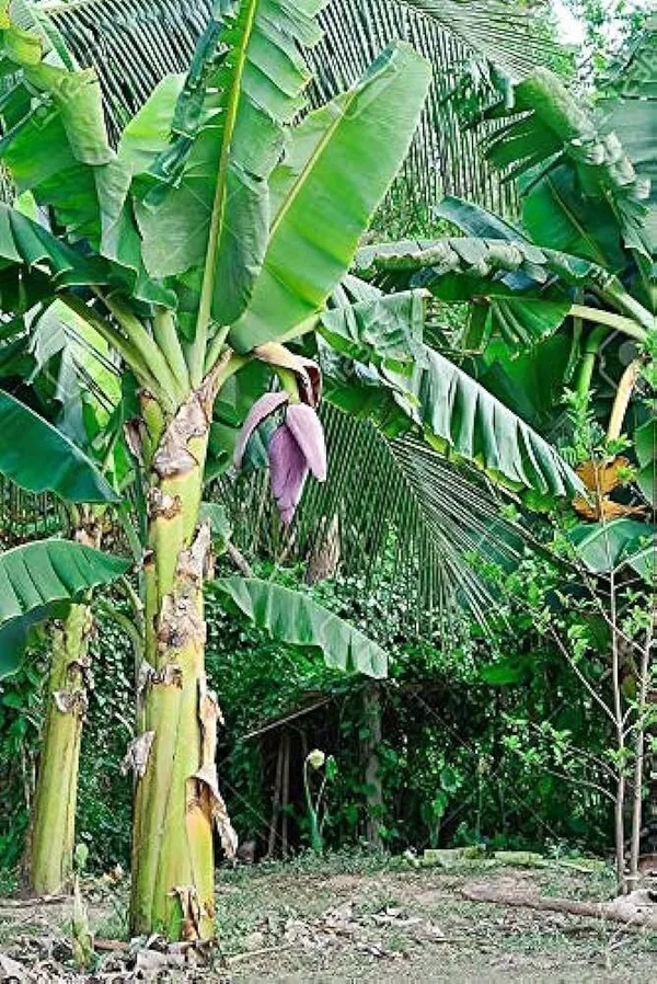 Banana_Plant_(Hybrid,_Pack_of_1)