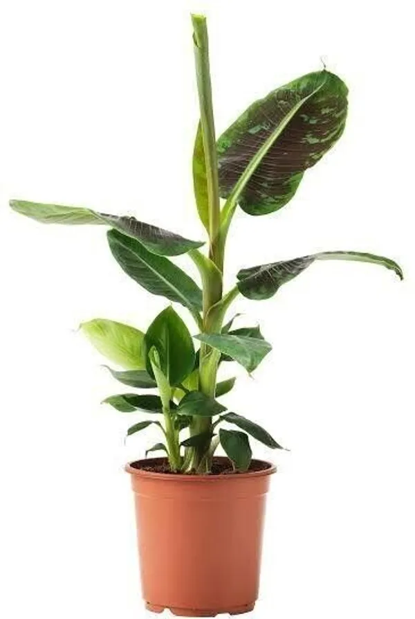 Banana_Plant_(Hybrid,_Pack_of_1)